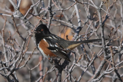Spotted Towhee