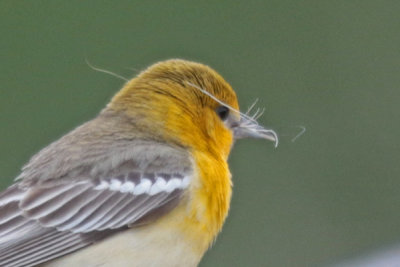 Bullock's Oriole