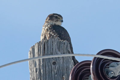 Merlin