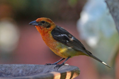 Flame-colored Tanager (m)