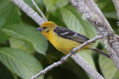 Flame-colored Tanager (f)
