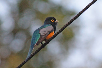 Collared Trogon (Orange-bellied)