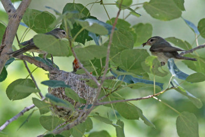 Nest: Warbling Vireos