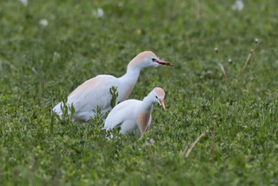  Cattle Egret