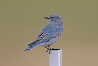 Mountain Bluebird