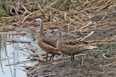 2010-02-09_8923-White-cheeked-Pintail.jpg