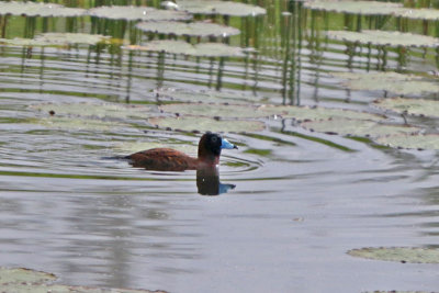 Masked Duck