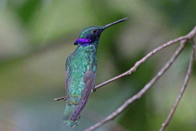 Sparkling Violetear