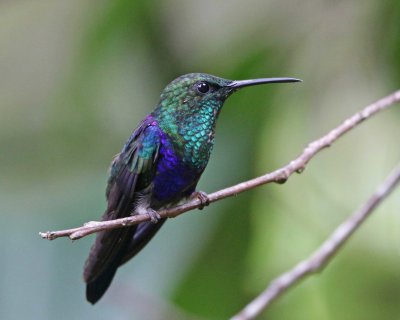 Fork-tailed Woodnymph