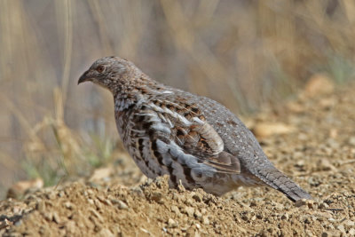 Ruffed Grouse