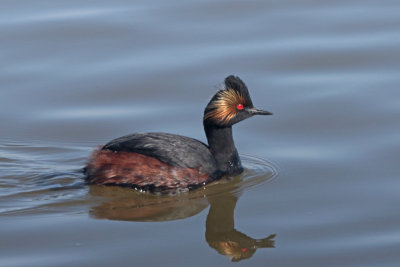 Eared Grebe