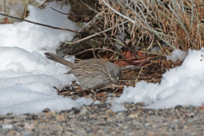 Sagebrush Sparrow