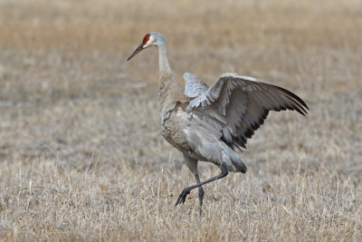 Sandhill Crane