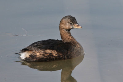 Pied-billed Grebe