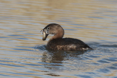 Pied-billed Grebe