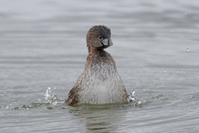 Pied-billed Grebe