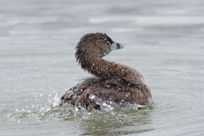 Pied-billed Grebe