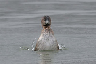 Pied-billed Grebe