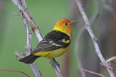 Western Tanager