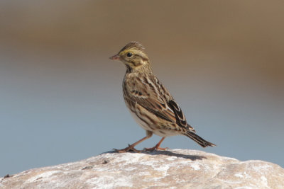 Savannah Sparrow