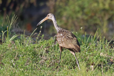 Limpkin