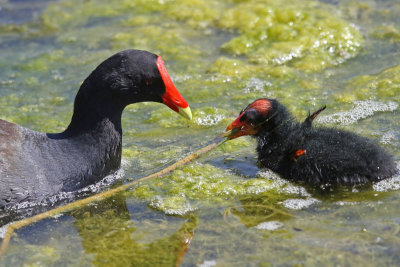 Gallinule with chick