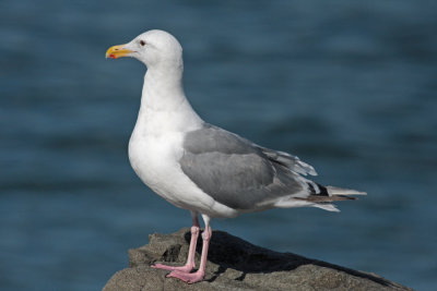 Western Gull