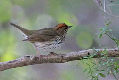 Ovenbird