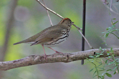 Ovenbird