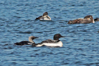 Pacific Loon and friends