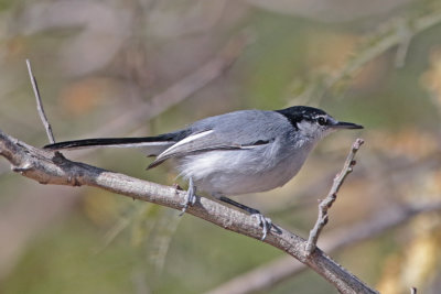 White-lored Gnatcatcher