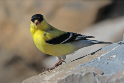 American Goldfinch