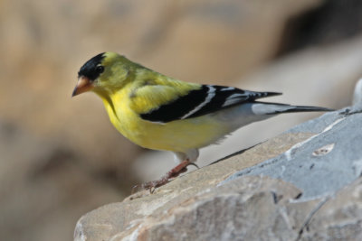 American Goldfinch