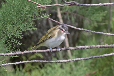 Red-eyed Vireo