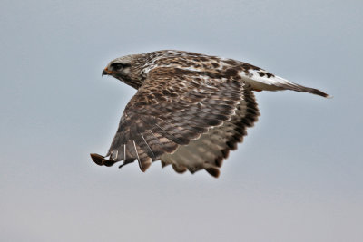 Rough-legged Hawk