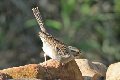 Clary-colored Sparrow