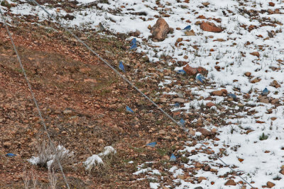 Mountain Bluebirds after the storm