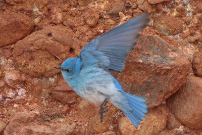 Mountain Bluebird against red rock