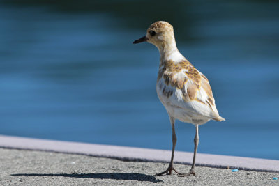 Kolea (Pacific golden-Plover) - Leucistic 