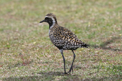 Kolea (Pacific golden-Plover)