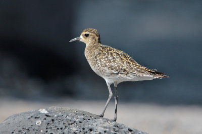 Kolea (Pacific golden-Plover)