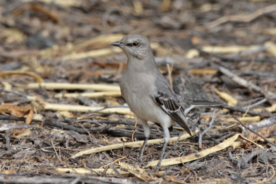 Northern Mockingbird