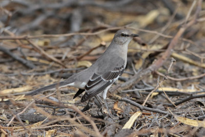 Northern Mockingbird