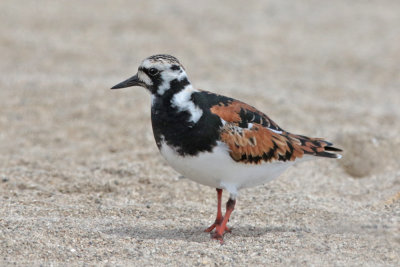 `Akekeke (Ruddy Turnstone)