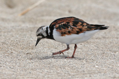 `Akekeke (Ruddy Turnstone)