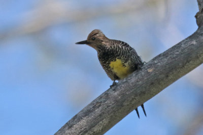 Williamson's Sapsucker female