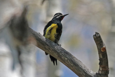 Williamson's Sapsucker