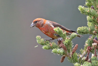 Red Crossbill