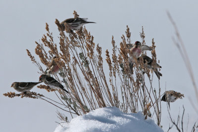 Common Redpoll