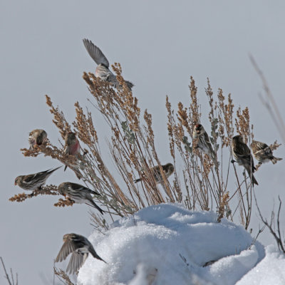 Common Redpoll